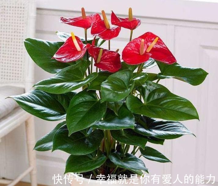 养花就养4种花,好养易活花量大,浇点水就疯长,花开爆盆超惊艳