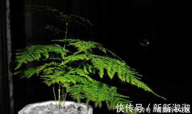 卧室|6种花冬季不要晒太阳，它喜荫怕晒，卧室卫生间这些地方最合适！