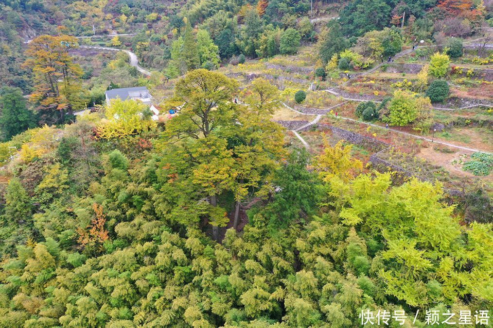 四明山赏秋胜地，茅镬秋色，至今游历25次