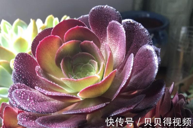 入冬虽冷,但法师多肉还可以生长,不过要注意有一道养护的分水岭