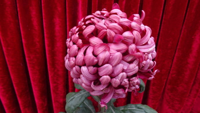 喜欢菊花,不妨养盆优良名菊“黑天鹅”,花色如墨,雍容端庄!