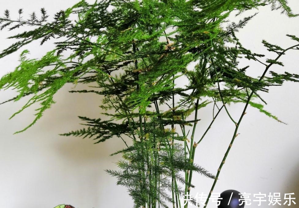 浇水|文竹发黄了怎么办全部剪掉,就能长出新叶子!