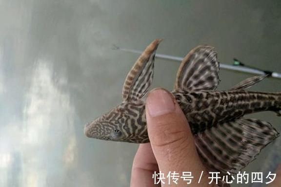 这条鱼全身布满花纹,半天钓了近三十条,求求各位钓友,怎样处理