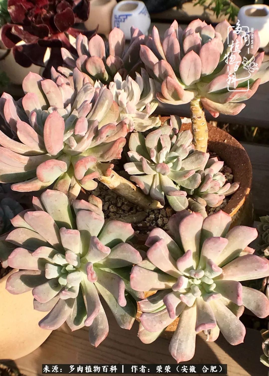 金秋时节,变化带来的惊喜不正是养肉的乐趣所在么!