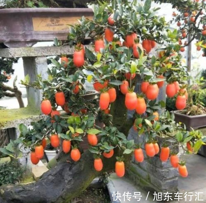 4种花号称“有钱花”,福运、财运滚滚来,越养越有钱,家家必养