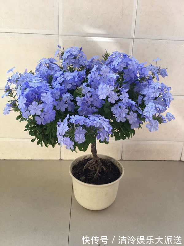 真金|喜欢养菊花，就养盆“名贵菊花”，花开“火炼真金”，美丽卓越！