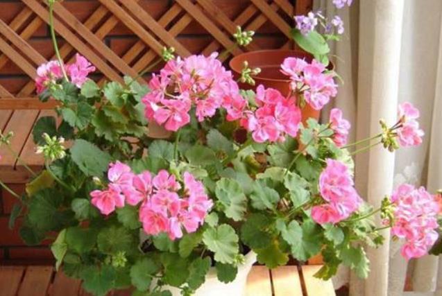 对于开花多次的盆栽，磷酸二氢钾要“搭配”使用，教你2个方法