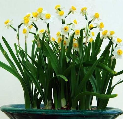 适合冬天养的花,养在家里,给寒冷的冬天增添色彩!