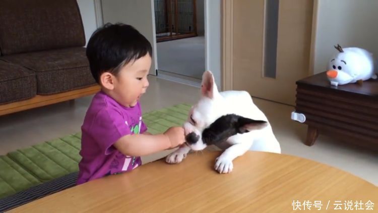 狗狗|狗狗抢走宝宝的饼干,惹得宝宝大哭不止,可它却叫得比宝宝还委屈