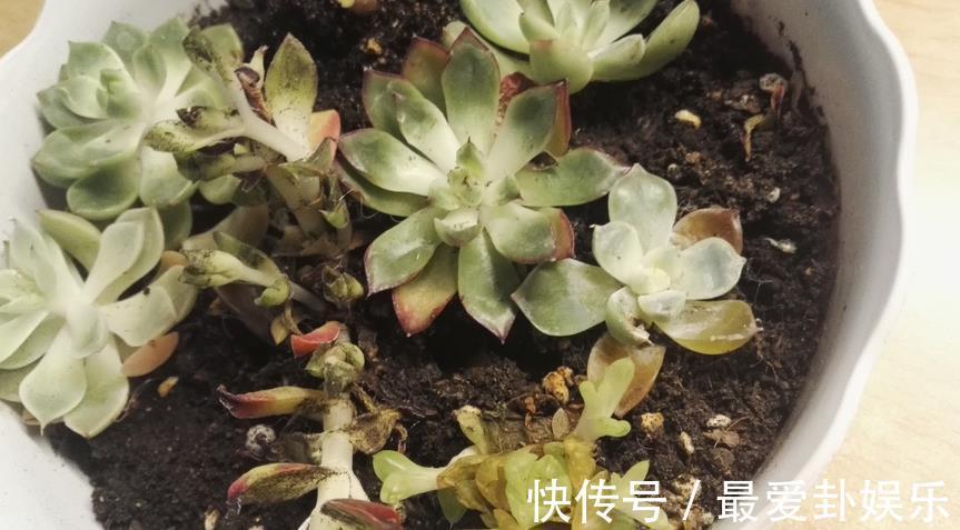症状|多肉烂根会出现什么症状，该如何早点发现处理？