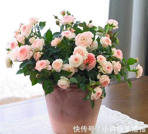 杜鹃花|2种花,再漂亮也别养,太难养了,养花大神都难养活!