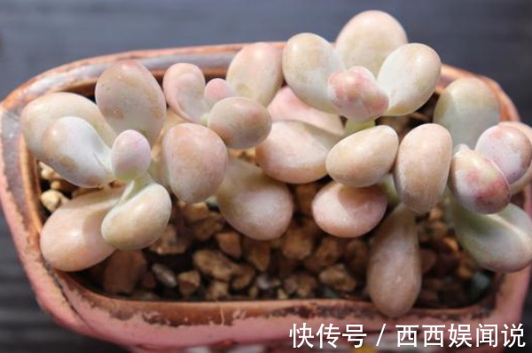 多肉桃蛋度夏难,只因你没了解这四点,学会了保证白里透粉