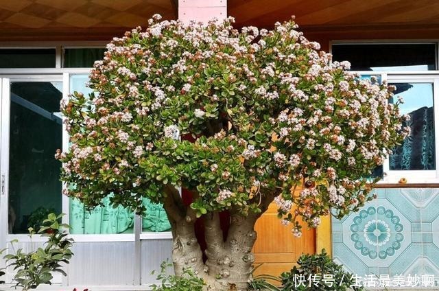 3种贱花,普通人很难养开花,养上十来年,仙花十足,福气自然来!