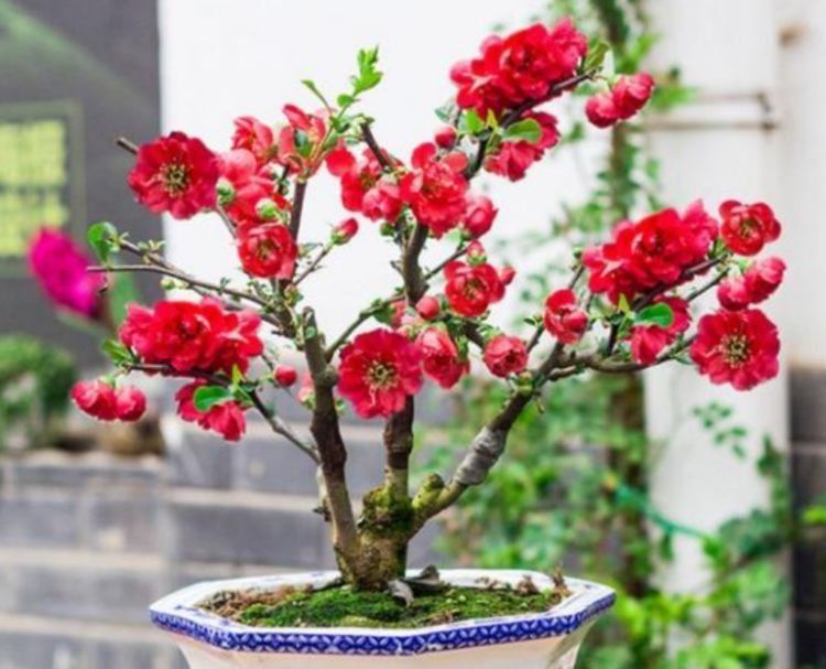 自带“贵气”的几种花，花大色艳，花香易打理，养在客厅美极了