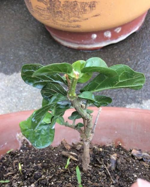 发黄|虎头茉莉花很怕冷,过冬有妙招,叶子翠绿不发黄