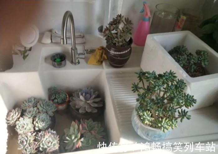 浇水|家里有此7种花,少浇水不能晒,天热要休眠早看早知道