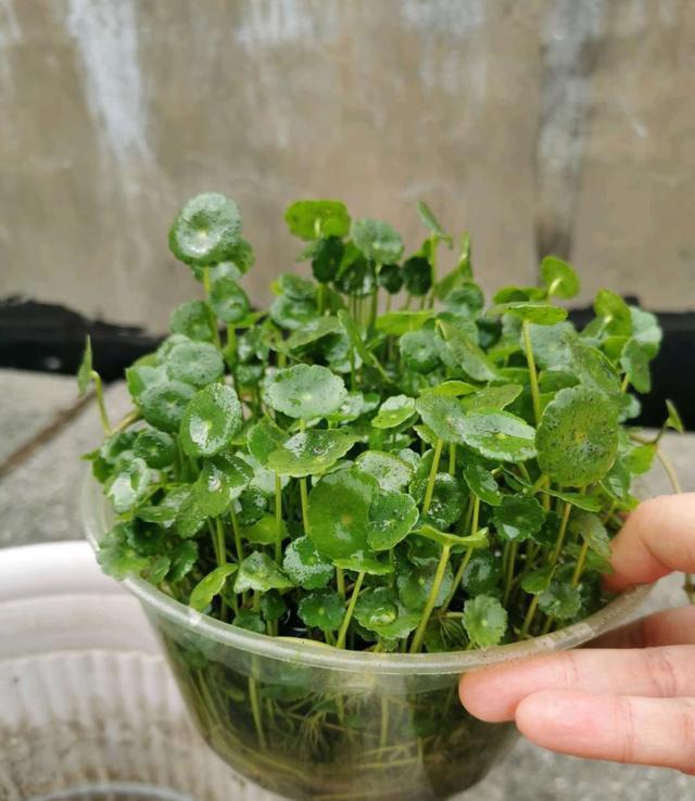 春季养铜钱草，记住9个字，长势快，绿叶多，新手也能养爆盆