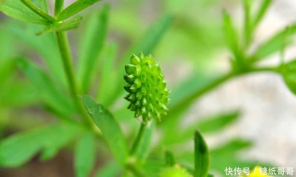 这种野草，民间俗称“野桑葚”，常被错认成艾草，见到请别碰它