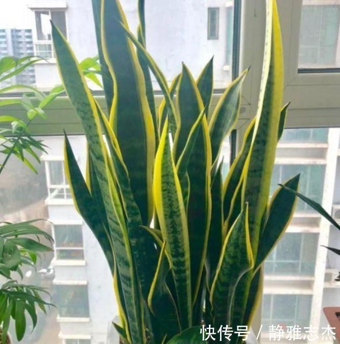 养虎皮兰，打开它的“小开关”，新芽直往外窜，1盆变10盆