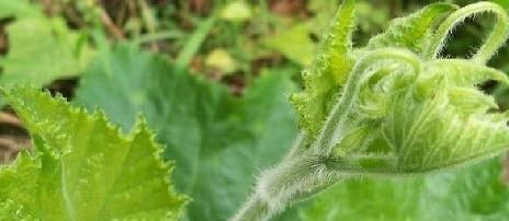 治疗|南瓜藤常被人们扔掉，其实是个宝，可以治疗高血压，老人多吃有益