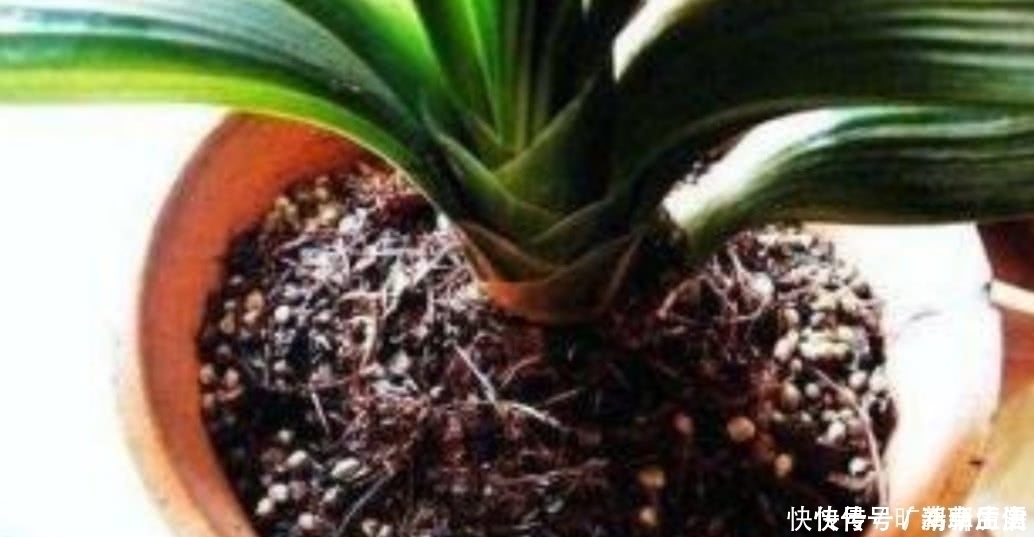 花盆|茶叶水残渣,直接倒进花盆里,对花卉有利还是有害