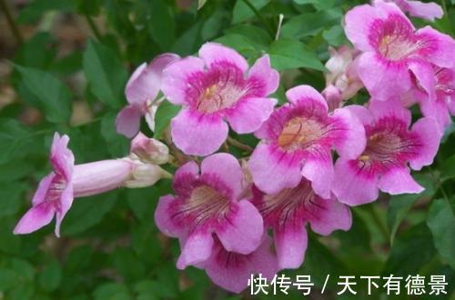 花友|农历8月2日开始,居家养这几款植物,花团锦簇,满屋子飘香