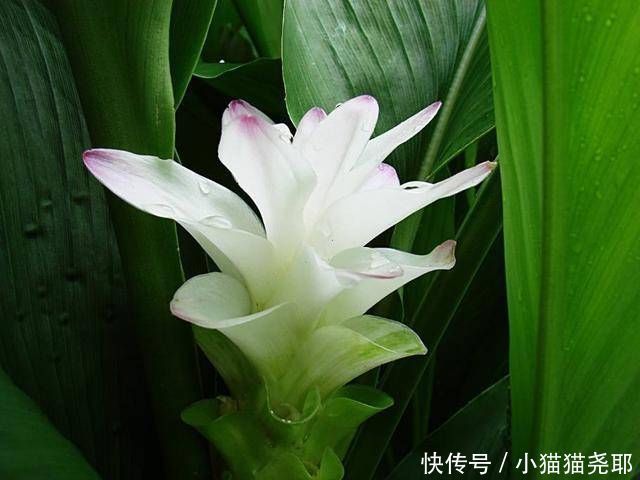 长花柄|生在土里的荷花,开花一大朵,样子别致花期长,种一棵就赚了