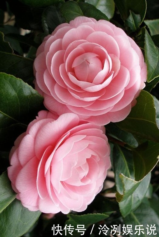 超美|2款适合新手种植的花,一养就爆盆,花大色艳,四季都开花,超美