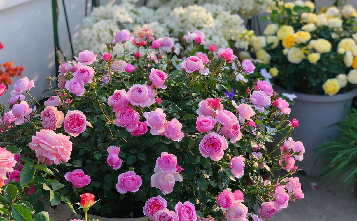 喷洒|怎么用“催花神器”磷酸二氢钾?