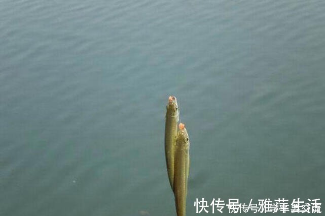 白条闹钩，被钓友所唾弃，总结7种应对方法