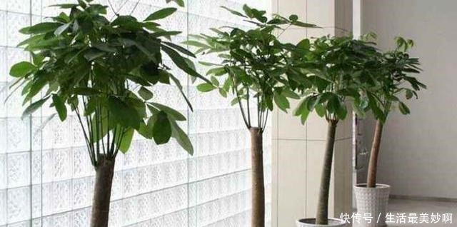 不会养发财树,教你“技巧”巧养护,主干粗壮,叶片油绿翠亮!