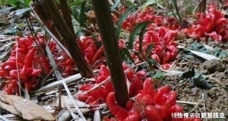 南方1种野菜,叶子似生姜,我国很少人吃,出口日本被称亚洲人参