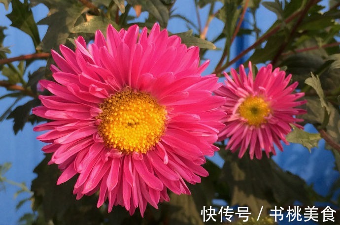 云胡不夷|喜欢养花,不如养盆“十大名花”菊花,开花爆盆好养活,艳压群芳