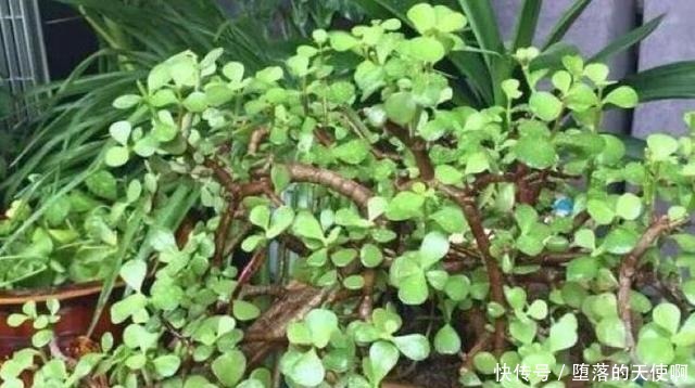 养花|5年前养了一盆“野草”,邻居们很羡慕,说是“金枝玉叶”!