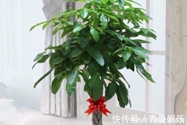 养花不如“养树”,这4种树镇宅又招财,时间越久越增值!