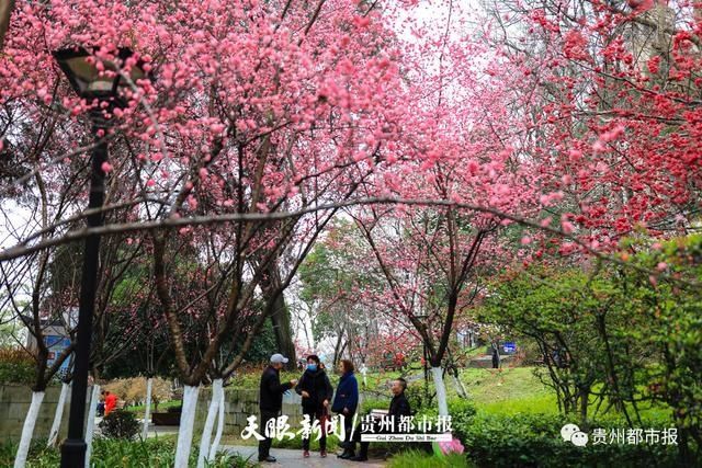 贵阳市区游园赏花去哪里？这里有份指南