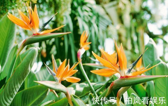 鹤望兰|室内光照不足养5款“喜阴花”，稍微见点光，就能养好养开花