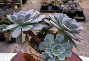 3种多肉,天热少浇水,养护成“老桩”,欣赏价值高