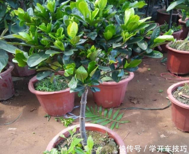 养栀子花,2种肥水要常用,长得旺、叶子绿,开花更多!