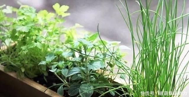 叶片上长满斑块的红边椒草,比圆叶椒草好看几倍