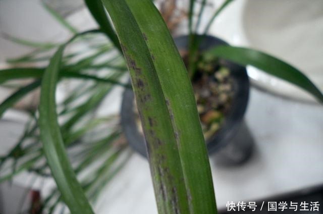 兰花最低多少度会冻伤记住了,就是这2个数!