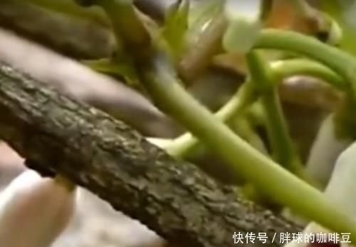 野草|农村的这种野草叫做“鸡屎藤”,原来它浑身都是宝,赶紧认识下