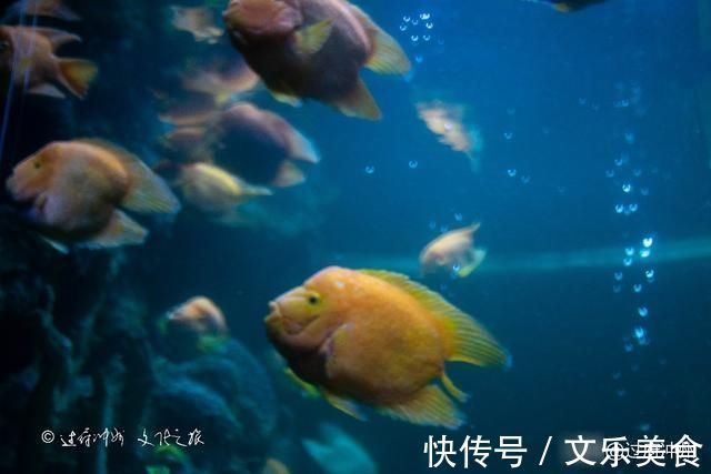 鱼类|泰国水族馆的怪象：欧美游客最爱去，中国游客零零散散