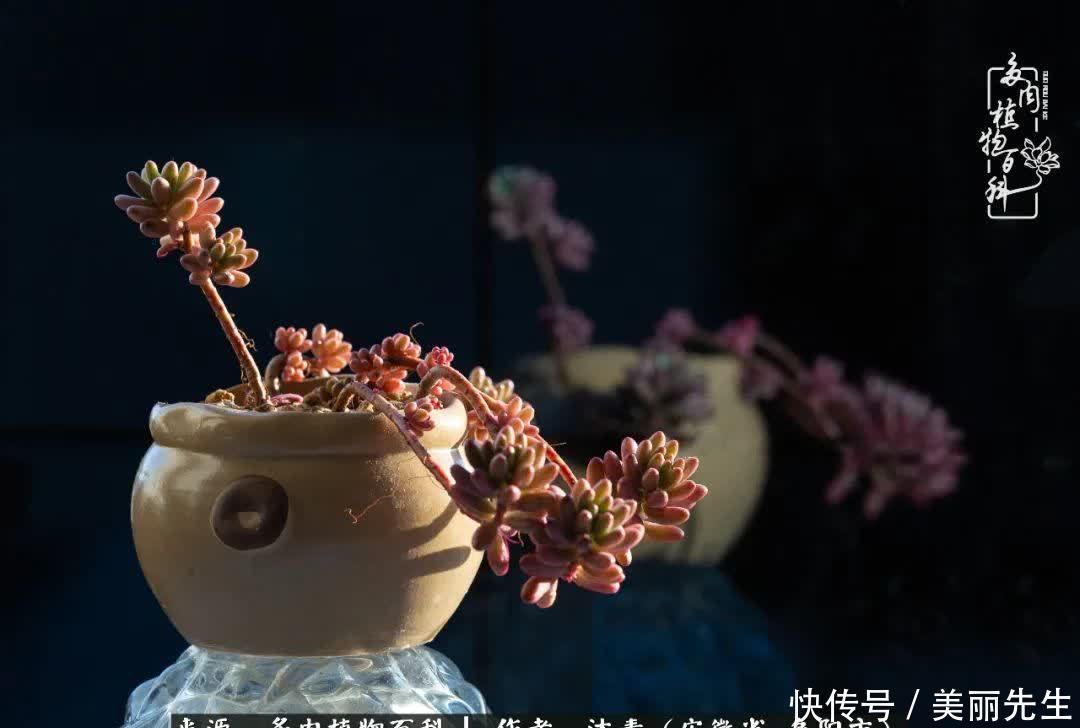 多肉——入了我的时光画卷!