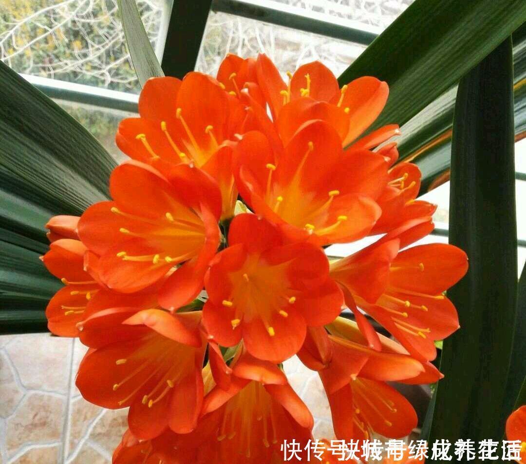 草虫|君子兰的根系往花盆外跑,现在需要换盆吗?换个大盆根多叶茂