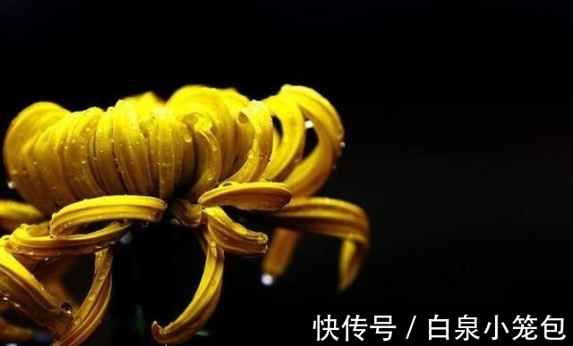 十二生肖|9月，桃花盛开，旧情复燃，爱恨纠缠，琴瑟和十二生肖形影不离