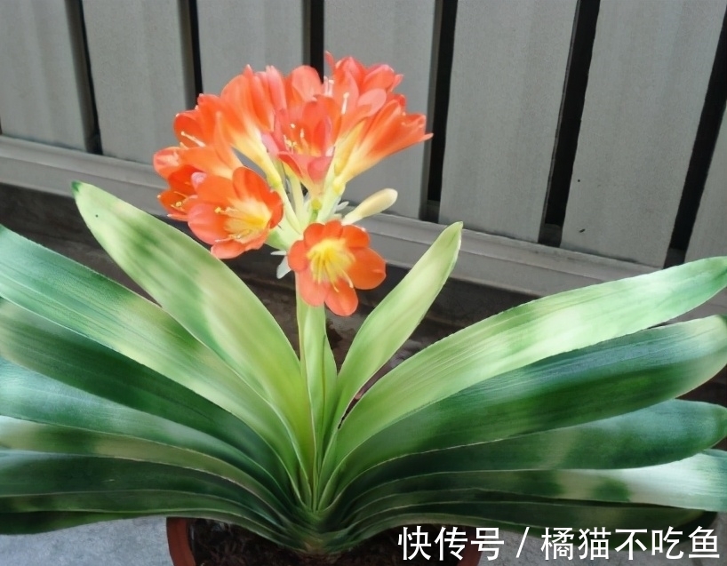 扇面|君子兰进入生长期,春天做好“3足”,新叶长得多,整齐又油亮