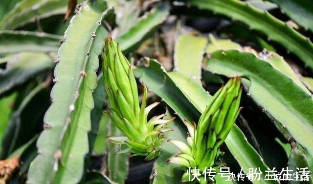 空气|这3种花长得丑,却能净化空气,摆在家里气势不小!