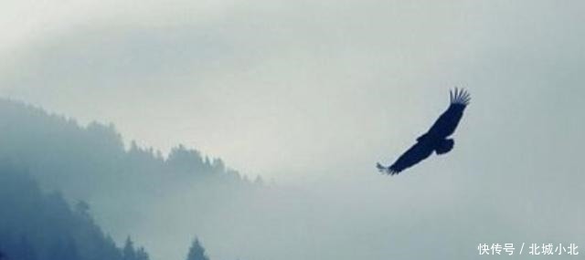 庄周|李白的“大鹏一日同风起,扶摇直上九万里”,是指庄周的大鹏吗