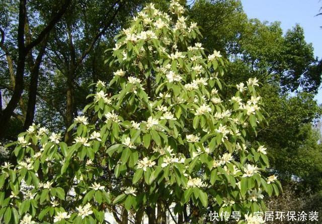 这花只开一半花，香味却能飘老远，养在家里闻花香